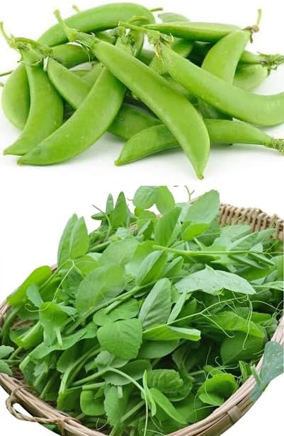 Bean Seeds for Planting Vegetables and Fruits.Pole Beans,Bush Beans,Romano Beans.Non GMO Garden Seeds for Home Vegetable Garden(6g,30+) Yardlong Pole Bean Seeds for Planting,Yard Long Asparagus Bean豇豆(15g Sugar Snap Pea Seeds (65ct))