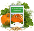 10 Dills Atlantic Giant Pumpkin Seeds for Planting Non GMO Heirloom Seeds Fresh Garden Seed