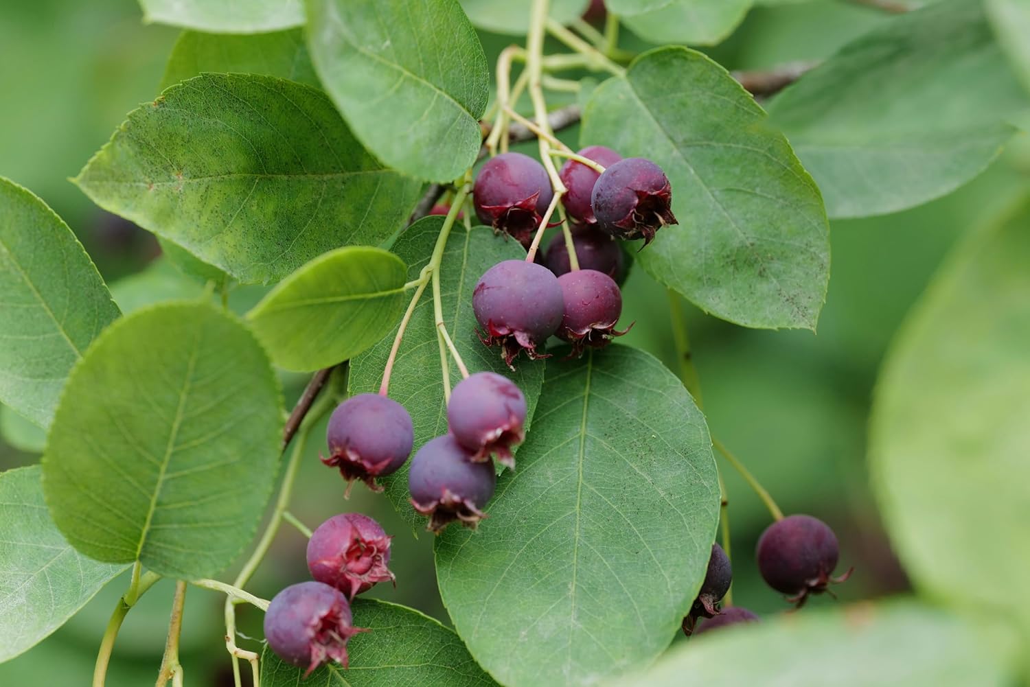 loseedsoo 100+ Saskatoon Serviceberry Seeds for Planting – Amelanchier alnifolia Berry Seeds, Edible Fruit Shrub Tree Seeds, Hardy Perennial Garden Seeds, Heirloom Non-GMO