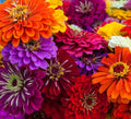 Zinnia Seeds for Planting – Non-GMO Heirloom Zinnia Flower Seeds – Full Instruction Packets to Plant in Your Home Outdoor Garden – Gardening Gift – 50 California Giant Zinnia Seeds (1 Packet)(2)