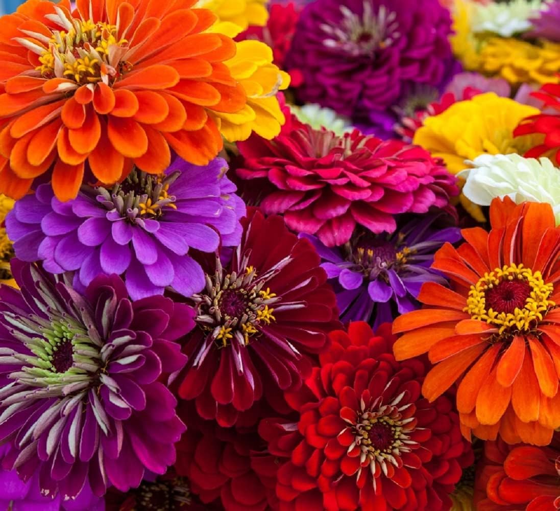 Zinnia Seeds for Planting – Non-GMO Heirloom Zinnia Flower Seeds – Full Instruction Packets to Plant in Your Home Outdoor Garden – Gardening Gift – 50 California Giant Zinnia Seeds (1 Packet)(2)