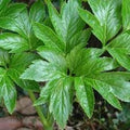 New Fresh 70pcs Ashitaba Plant Seeds Generic