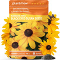 Black Eyed Susan Seeds for Planting | 30,000+ Heirloom Seeds, Flower Seeds for Garden, Borders  Containers | Sunflower Companion Wildflower Seeds to Attract Pollinators