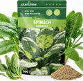 PLANTMEW Clemson Spineless Okra Seeds for Planting, 120 Heirloom Seeds — Heat-Tolerant  High-Yielding, Fast Growing Vegetable Seeds for Outdoor Gardens(Bloomsdale Spinach)