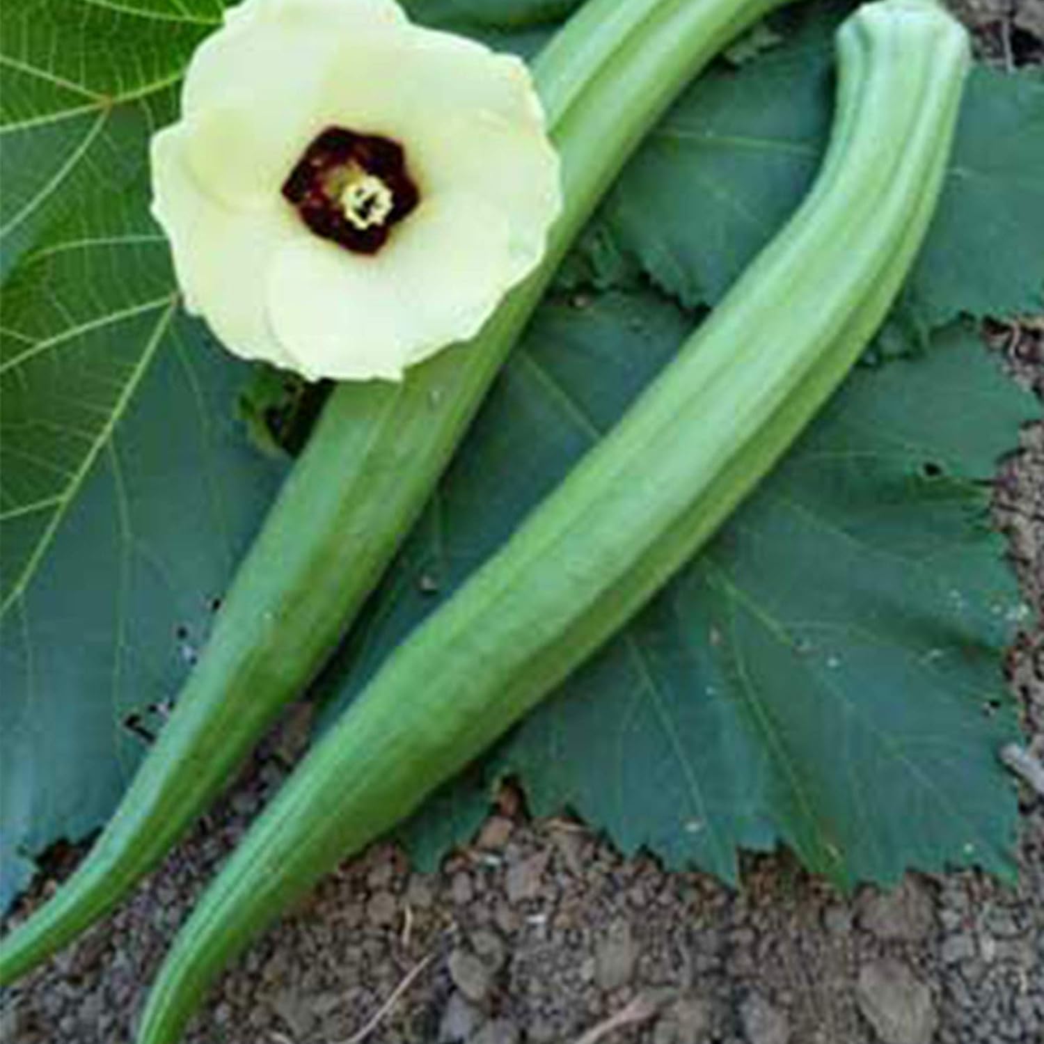 Perkins Long Pod Okra Seeds – 2g (~35 Seeds) – Heirloom, Open Pollinated, Non-GMO – Perfect for Farm  Vegetable Gardening – High Germination Rate, Ideal for Farm, Home  Gardening