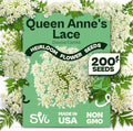 SVI 900 Queen Anne's Lace Seeds for Planting, Bishop's Flower Seed Packets (Ammi majus) - Bullwort, Laceflower, Heirloom Wildflower, False Annes Lace - Wild Flower Seeds to Plant Outside