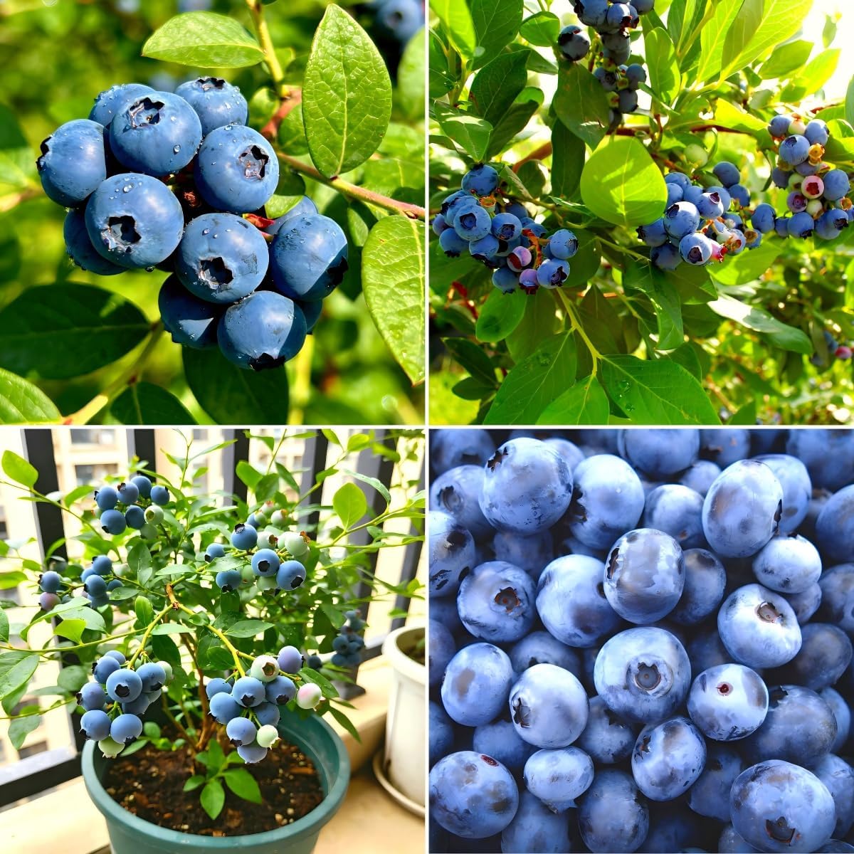CarpetC 200+ Blueberry Seeds for Planting, Perennial Fruit Bush Vaccinium corymbosum, Non-GMO Heirloom for Home Gardens, Containers and Edible Landscaping