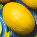 Park Seed Ambrosia Hybrid Cantaloupe Seeds, Reliable and Sweet, Pack of 25 Seeds(Canary Heirloom Melon)