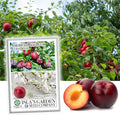 American Red Plum Tree Seeds for Planting, 5 Fruit Seeds Per Packet, (Isla's Garden Seeds), Non GMO  Heirloom Seeds, Botanical Name: Prunus Americana, Great Home Garden Gift