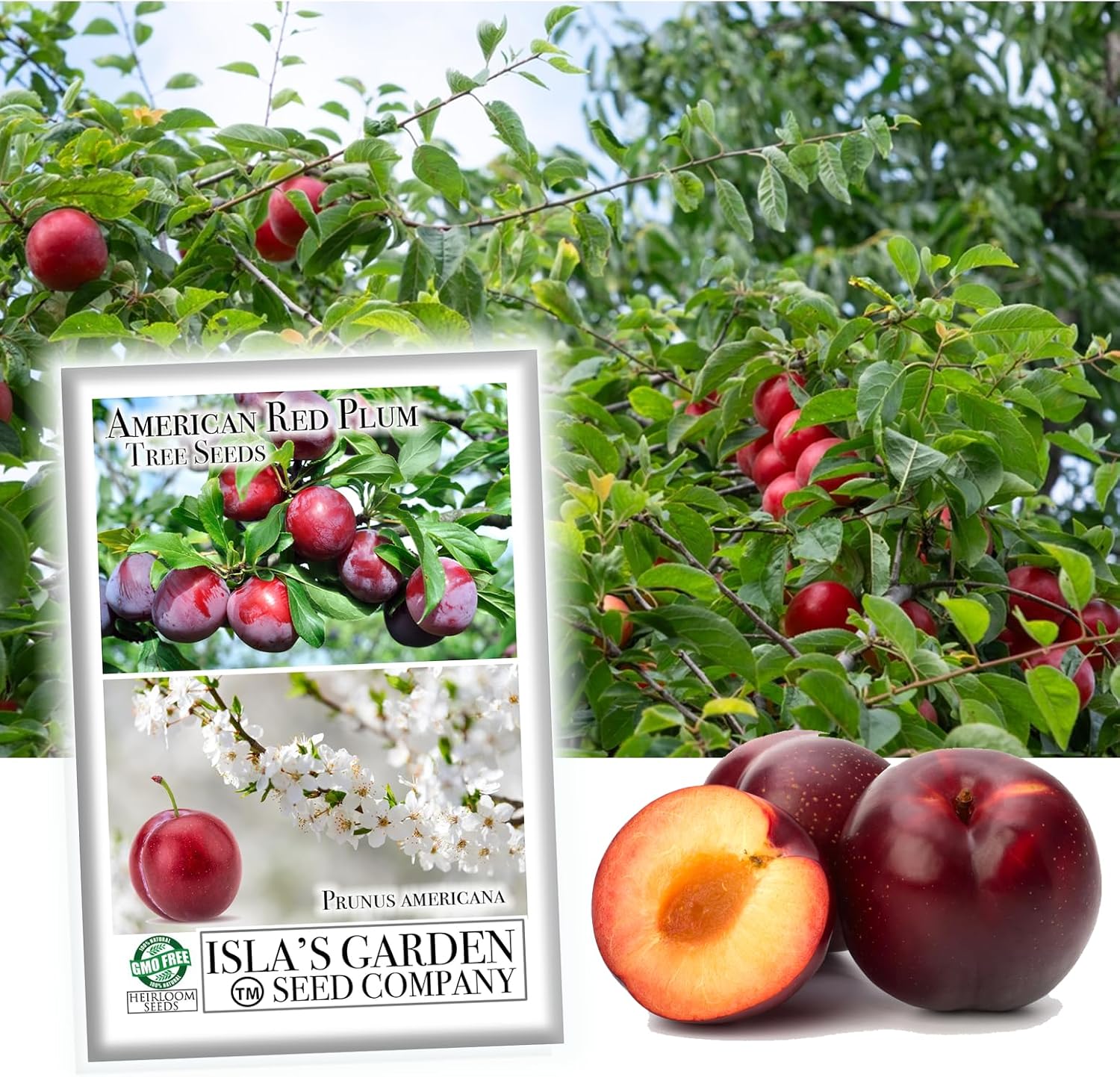 American Red Plum Tree Seeds for Planting, 5 Fruit Seeds Per Packet, (Isla's Garden Seeds), Non GMO  Heirloom Seeds, Botanical Name: Prunus Americana, Great Home Garden Gift