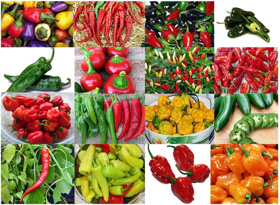 Please Read This is A Mix 30 Hot Pepper Mix Seeds 16 Varieties Heirloom Non-GMO Habanero, Tabasco, Jalapeno, Yellow and Red Scotch Bonnet, Jalapeno Habanero US Grown Capsicum annuum