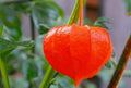 100PCS Cape Gooseberry Seeds Large Fruit Goldenberry Berry Seeds