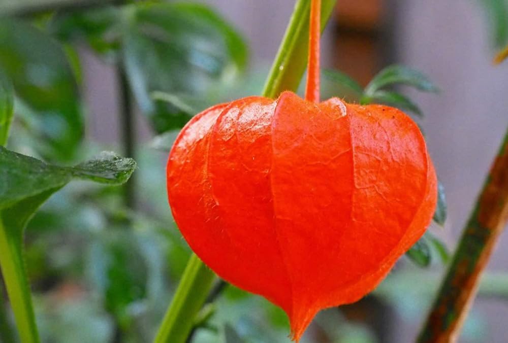 100PCS Cape Gooseberry Seeds Large Fruit Goldenberry Berry Seeds