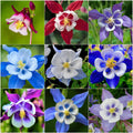 1000 Columbine Seeds (Aquilegia) – Perennial Non-GMO Flower Seeds That Attract Hummingbirds, Bees  Butterflies for Gardens, Borders, Cut Flowers  Pollinator Beds