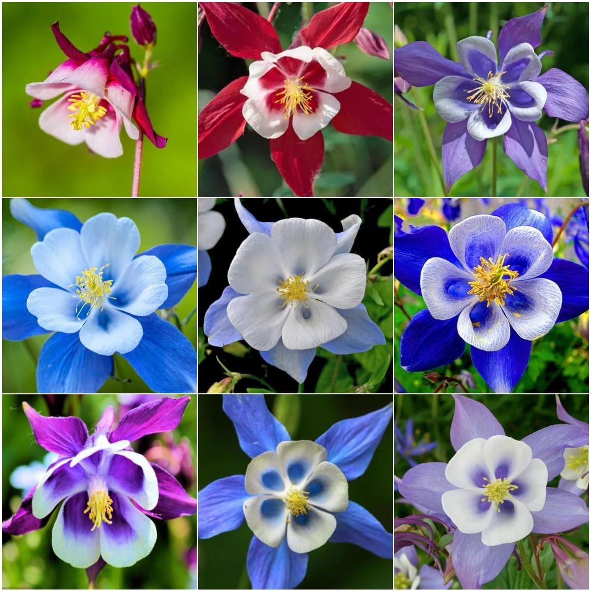 1000 Columbine Seeds (Aquilegia) – Perennial Non-GMO Flower Seeds That Attract Hummingbirds, Bees  Butterflies for Gardens, Borders, Cut Flowers  Pollinator Beds