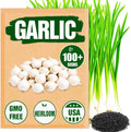 Garlic Seeds for Planting (Allium sativum) - 100+ Heirloom Non-GMO - Easy-Grow Culinary Herb – Robust Flavor, Cold-Hardy, Perennial Vegetable for Home Gardens