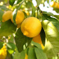 30 Lemon Seeds for Planting Non-GMO Heirloom and Organic High Survival Rate Delicious Fruit Citrus Fruit