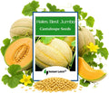 50 Hales Best Jumbo Cantaloupe Seeds for Planting Non GMO Heirloom Seeds Fresh Fruit Garden Seed