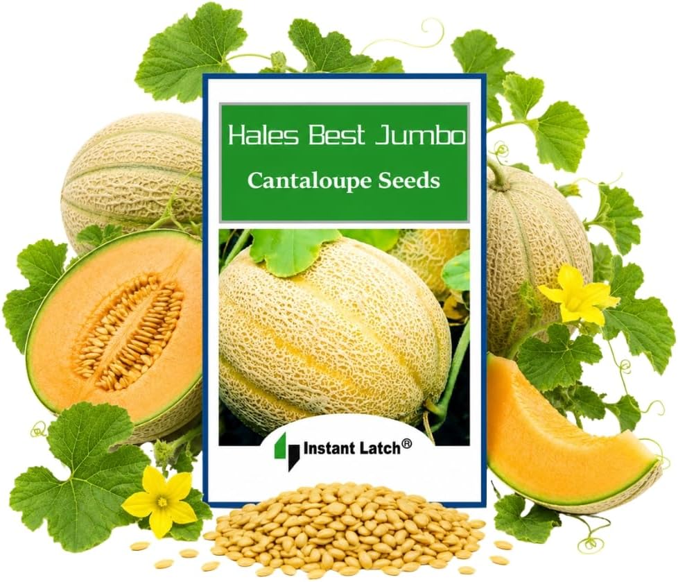 50 Hales Best Jumbo Cantaloupe Seeds for Planting Non GMO Heirloom Seeds Fresh Fruit Garden Seed
