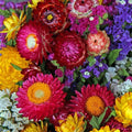 2500 Non-GMO Strawflower Seeds - Heirloom Low-Maintenance Flowers, High Germination  Pest-Resistant, Perfect for Pots