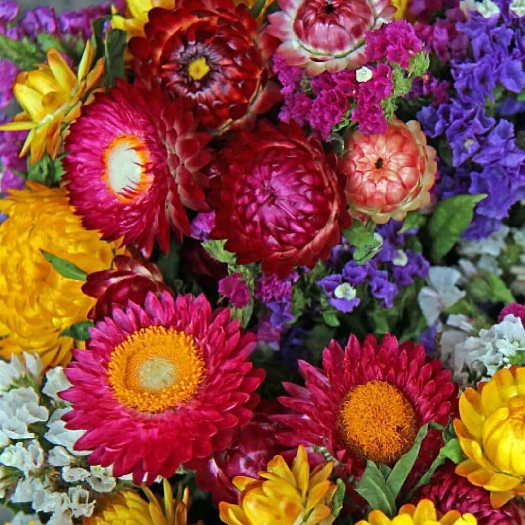 2500 Non-GMO Strawflower Seeds - Heirloom Low-Maintenance Flowers, High Germination  Pest-Resistant, Perfect for Pots