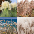 Mix Pampas Grass Seeds for Planting, 100+ Seeds Kit for Landscaping  Home Decor, Includes Rabbit's Tail, White  Reed Pampas, Easy-Grow Ornamental Grass