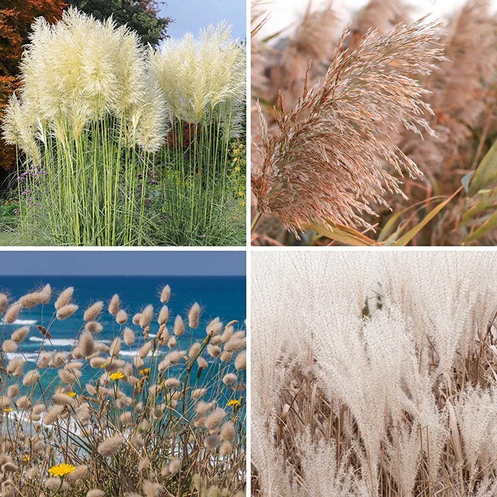 Mix Pampas Grass Seeds for Planting, 100+ Seeds Kit for Landscaping  Home Decor, Includes Rabbit's Tail, White  Reed Pampas, Easy-Grow Ornamental Grass