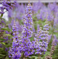 Vitex Chaste Tree (Chasteberry Shrub) - 6-12 Tall Live Plant - Quart Pot - Chastetree Vitex Berry Bush Seedling - Vitex Agnus-castus
