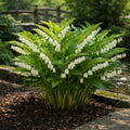 18 Solomon's Seal Seeds, Polygonatum Perennial Flower Seeds for Shade Garden, Elegant White Bell-Shaped Blooms, Hardy Ornamental Plant for Woodland Landscaping and Ground Cover