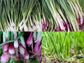 “Bunching Onion Mix” Bunching Onion Seeds – Fast-Growing Bunching Onions – Red, Long White, and Standard Green Onions in Each Pack - Harvest in 50 Days | USA Grown Heirloom Seeds By Liliana's Garden |