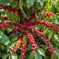 60 Arabica Coffee Seeds - Fresh Green Coffee Beans for Planting, Ornamental Indoor and Outdoor Potted Houseplant, Fragrant White Flowers and Glossy Evergreen Foliage