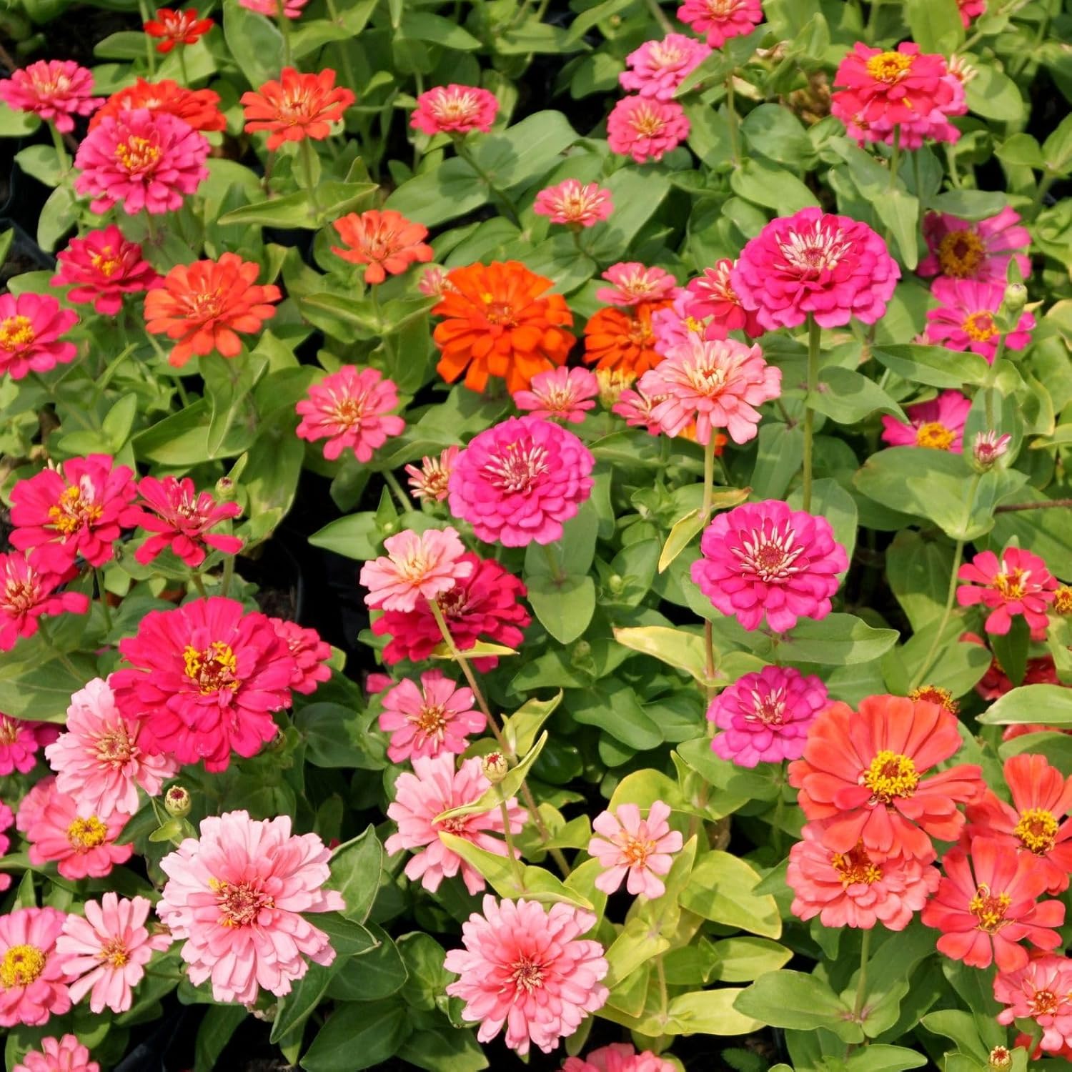 Zinnia Seeds Bulk 5,000+ | Outdoor Flower for Planting |Giant Zinnia Seeds for 2026 | Mixed Colors  Large Blooms for Gardens| High Germination, Beginner-Friendly(15,000+ Zinnia Seeds)