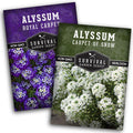 Alyssum Seeds for Planting – 2 Varieties | Purple Royal Carpet  White Carpet of Snow Sweet Alyssum – Seed to Plant Fragrant Heirloom Flowers  Ground Cover – Survival Garden Seeds