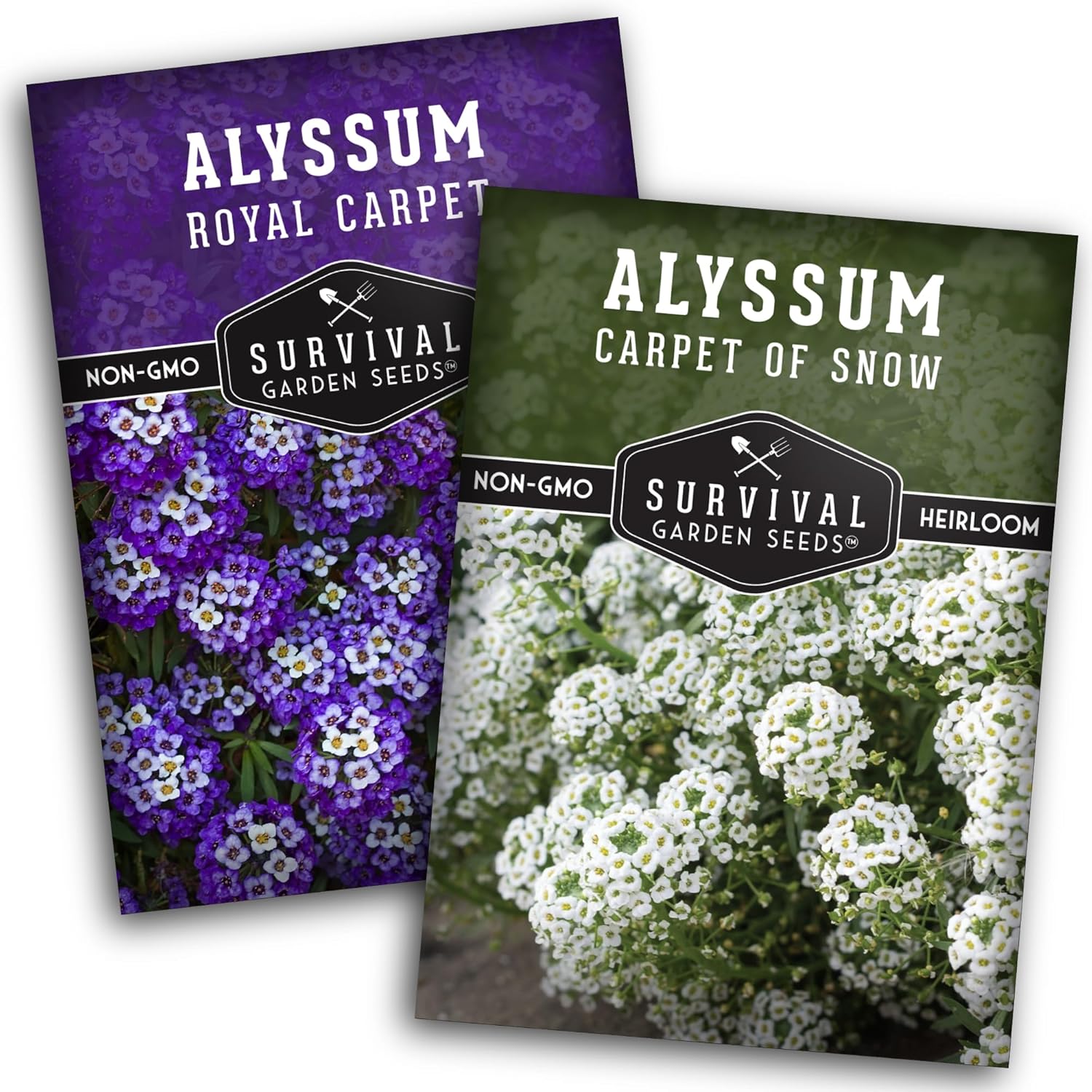 Alyssum Seeds for Planting – 2 Varieties | Purple Royal Carpet  White Carpet of Snow Sweet Alyssum – Seed to Plant Fragrant Heirloom Flowers  Ground Cover – Survival Garden Seeds