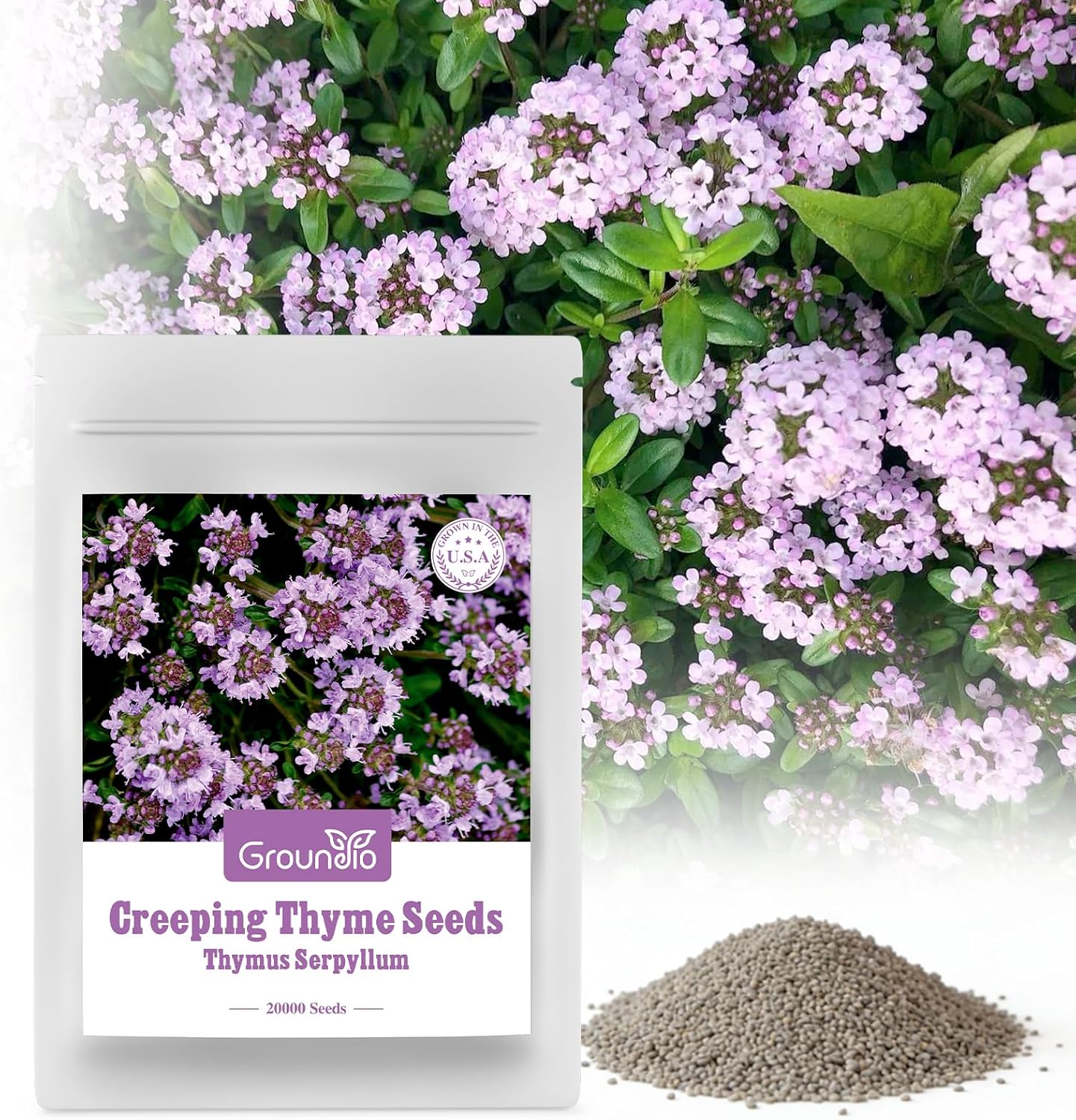 Groundio 20000+ Creeping Thyme Seeds Ground Cover Plant, Perennial Thyme Flower Seeds for Planting Outdoor, Low Maintenance, Grown in The USA