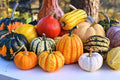 Seeds Colorful Edible Pumpkin Mix 7 Sweet Varieties 20+ Seeds Non-GMO Annual Plant