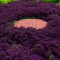 19,800+ Creeping Thyme Seeds for Planting – Non-GMO Perennial Thymus Serpyllum Ground Cover Flower Seeds, Fragrant Lawn Alternative for Gardens  Pathways