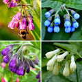 CarpetC 80+ Comfrey Seeds for Planting, Symphytum officinale Heirloom Herb with Purple Bell-Shaped Flowers, Non-GMO for Pollinator Gardens Home Outdoor