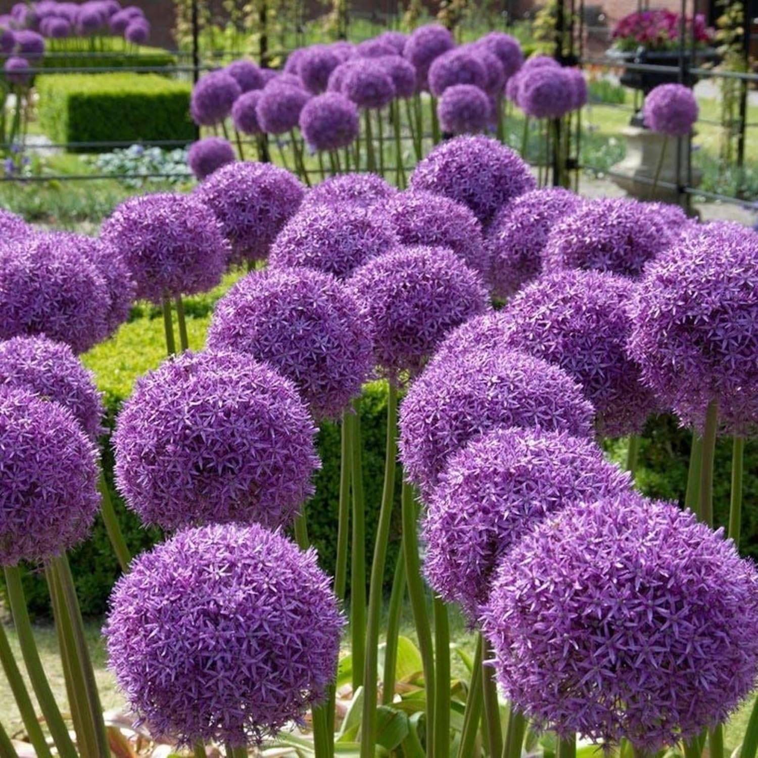 300+ Allium Giganteum Seeds for Planting Perennial Allium Giganteum Seeds Ornamental Onion Rabbit  Deer Resistant Drought Tolerant