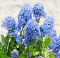 50 Blue Lilac Seeds Extremely Fragrant Syringa Vulgaris Tree Lilac Light Blue