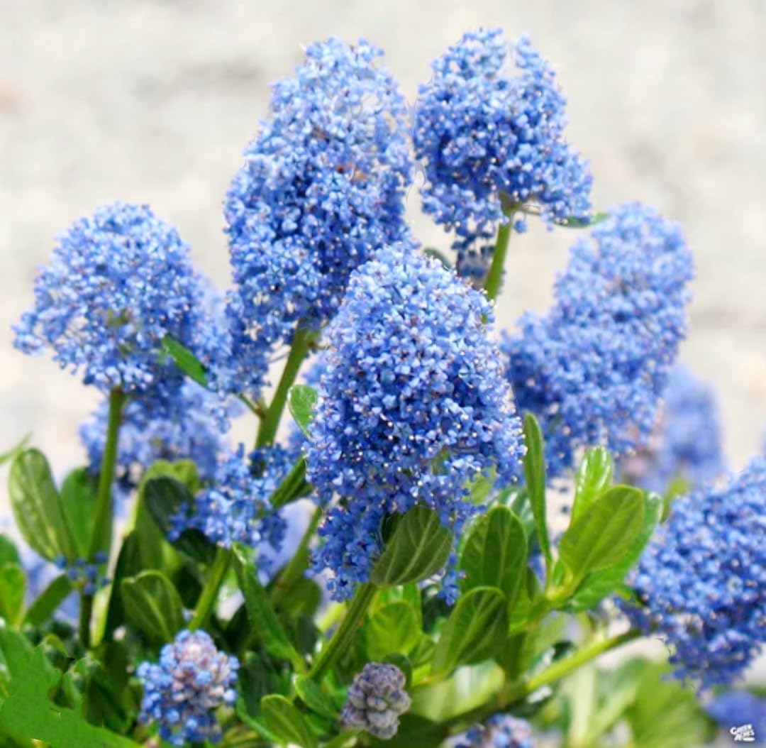 50 Blue Lilac Seeds Extremely Fragrant Syringa Vulgaris Tree Lilac Light Blue
