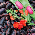 Heirloom Scarlet Runner Beans Seeds - 20 Large Bean Seeds Non GMO - Marde Ross  Company ®(20 Count (Pack of 1))