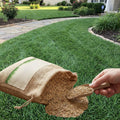 12000 Zoysia Empire Grass Seeds, Zoysia Grass Seeds, Low-Maintenance for Home Yards and Gardens