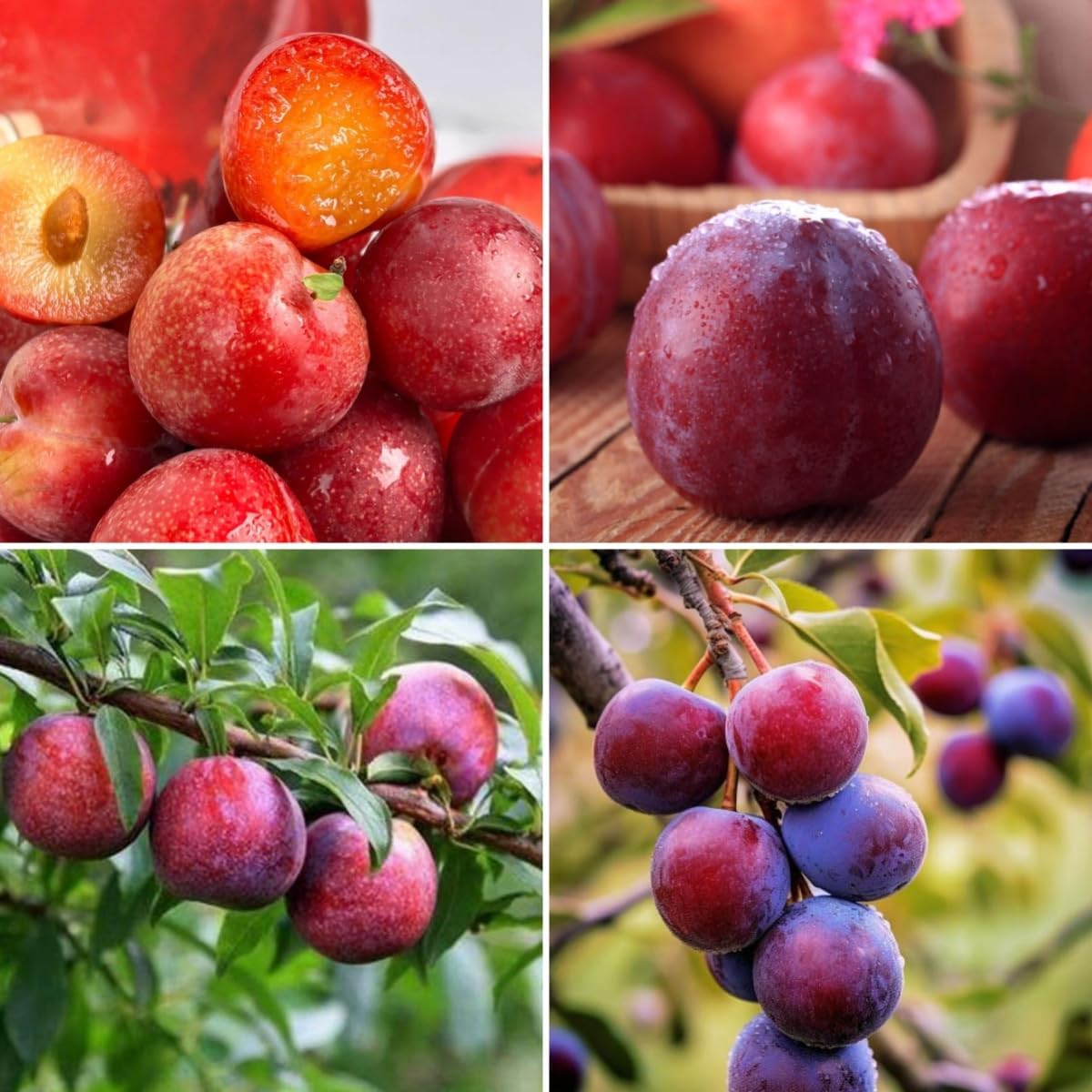 Plum Tree Seeds (Prunus salicina) 150pcs - Non-GMO Heirloom Fruit Tree, Sweet Juicy Fruits  High Yield, Easy Growing for Garden