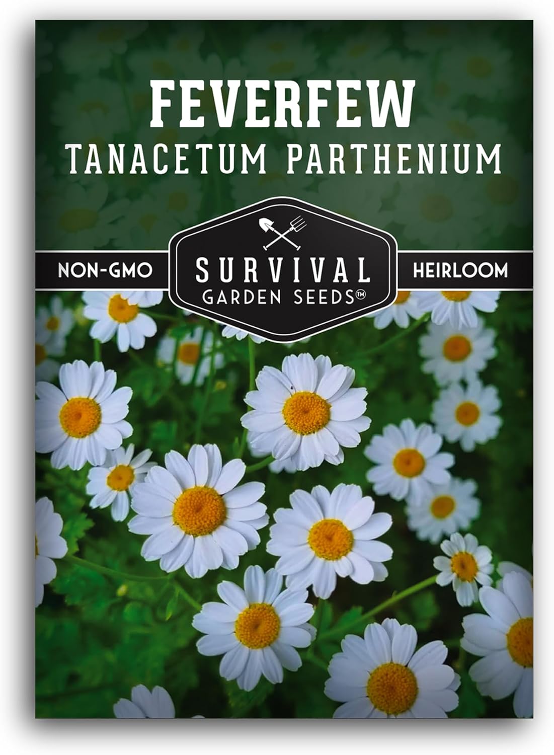 Feverfew Seeds for Planting - Perennial Daisy-Like Flower Herb, Pollinator Friendly Garden, Easy to Grow Traditional Herb - Heirloom Non-GMO Open Pollinated - Survival Garden Seeds (1 Pack)