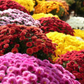 500+ Mixed Color Chrysanthemum Seeds for Planting - Hardy Garden Flower Seeds - Rare Ground Cover Landscape Easy Grow  Maintain