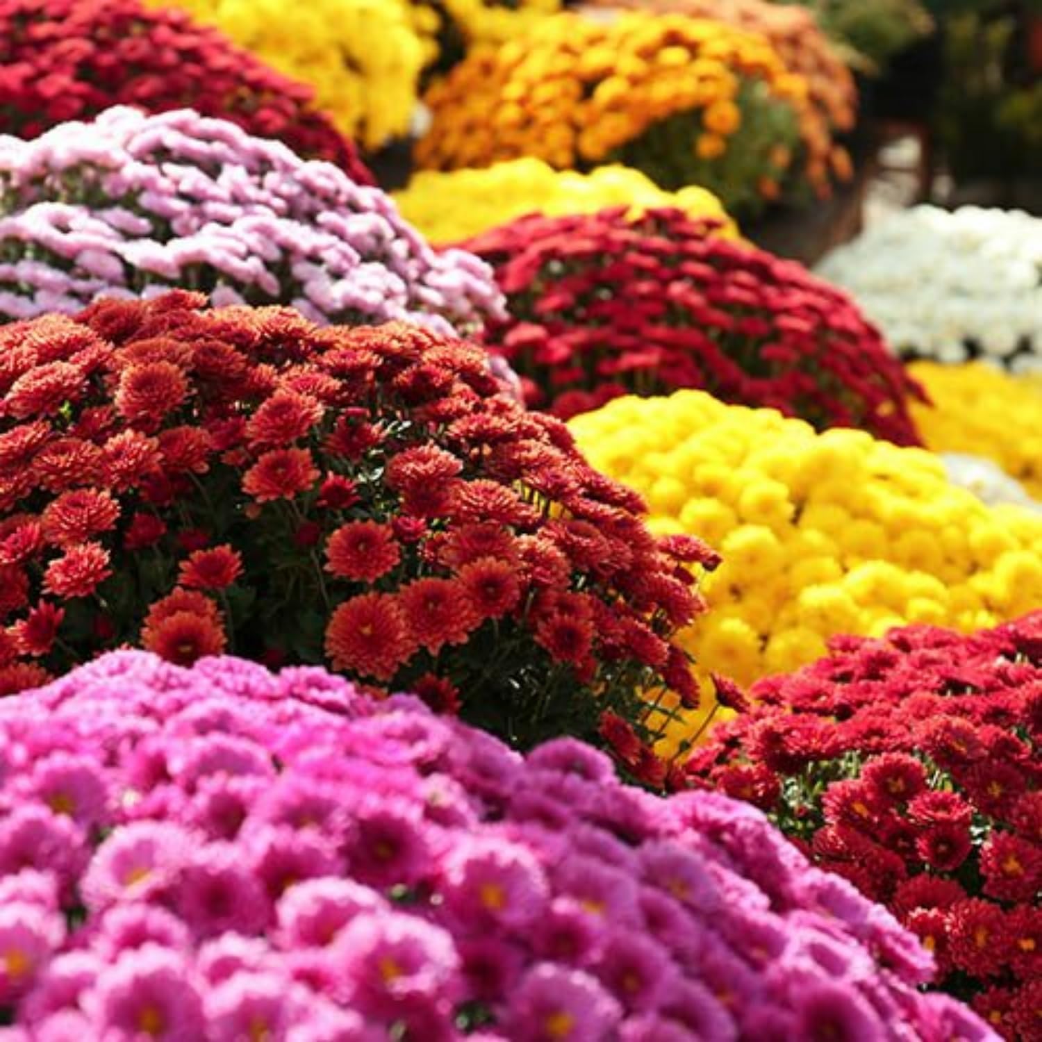 500+ Mixed Color Chrysanthemum Seeds for Planting - Hardy Garden Flower Seeds - Rare Ground Cover Landscape Easy Grow  Maintain