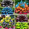 315+ Perennial Mix Color Hosta Seeds for Planting in Outdoor Garden - Shade Tolerant Plant Seeds,Ideal for Borders  Containers