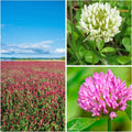 Clover Trio Seed Blend – Premium 1 Lb ~179,200 Seeds – Red, White  Crimson Clover – Cover Crop  Soil Enrichment Mix