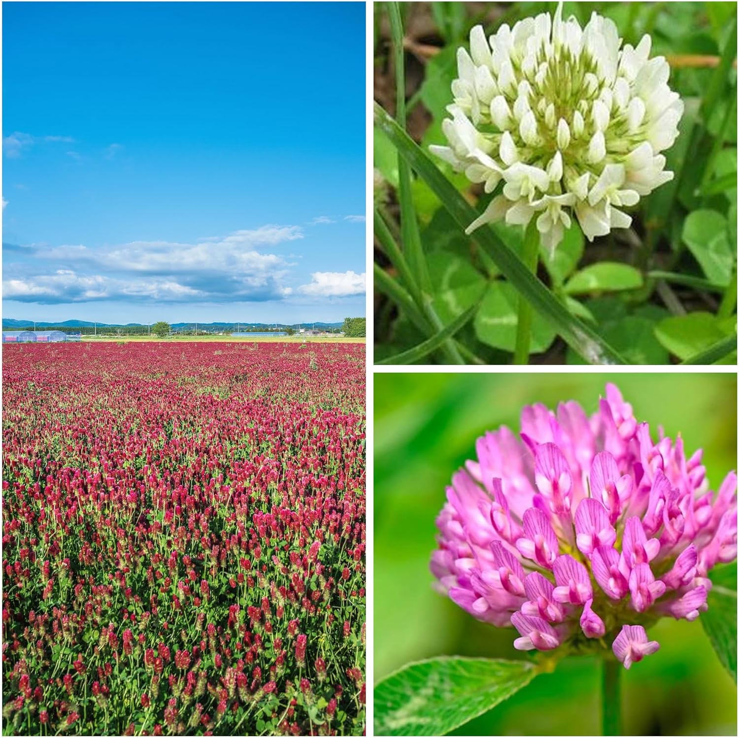 Clover Trio Seed Blend – Premium 1 Lb ~179,200 Seeds – Red, White  Crimson Clover – Cover Crop  Soil Enrichment Mix